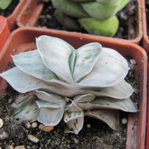 Gasteria Sat Sato no Matsu