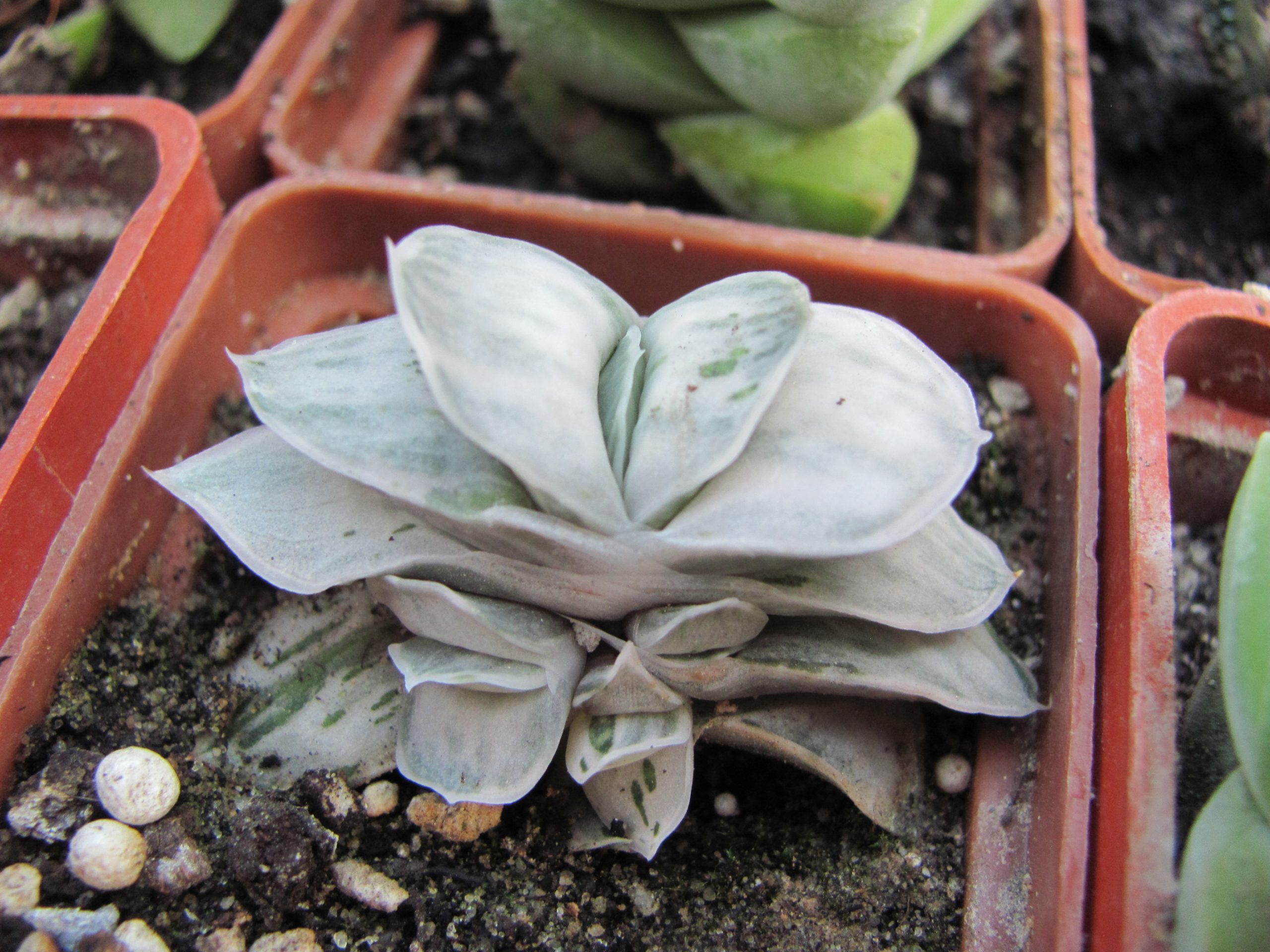 Gasteria Sat Sato no Matsu