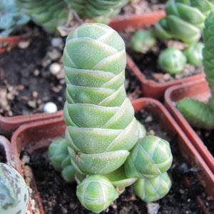 Crassula  barklyi