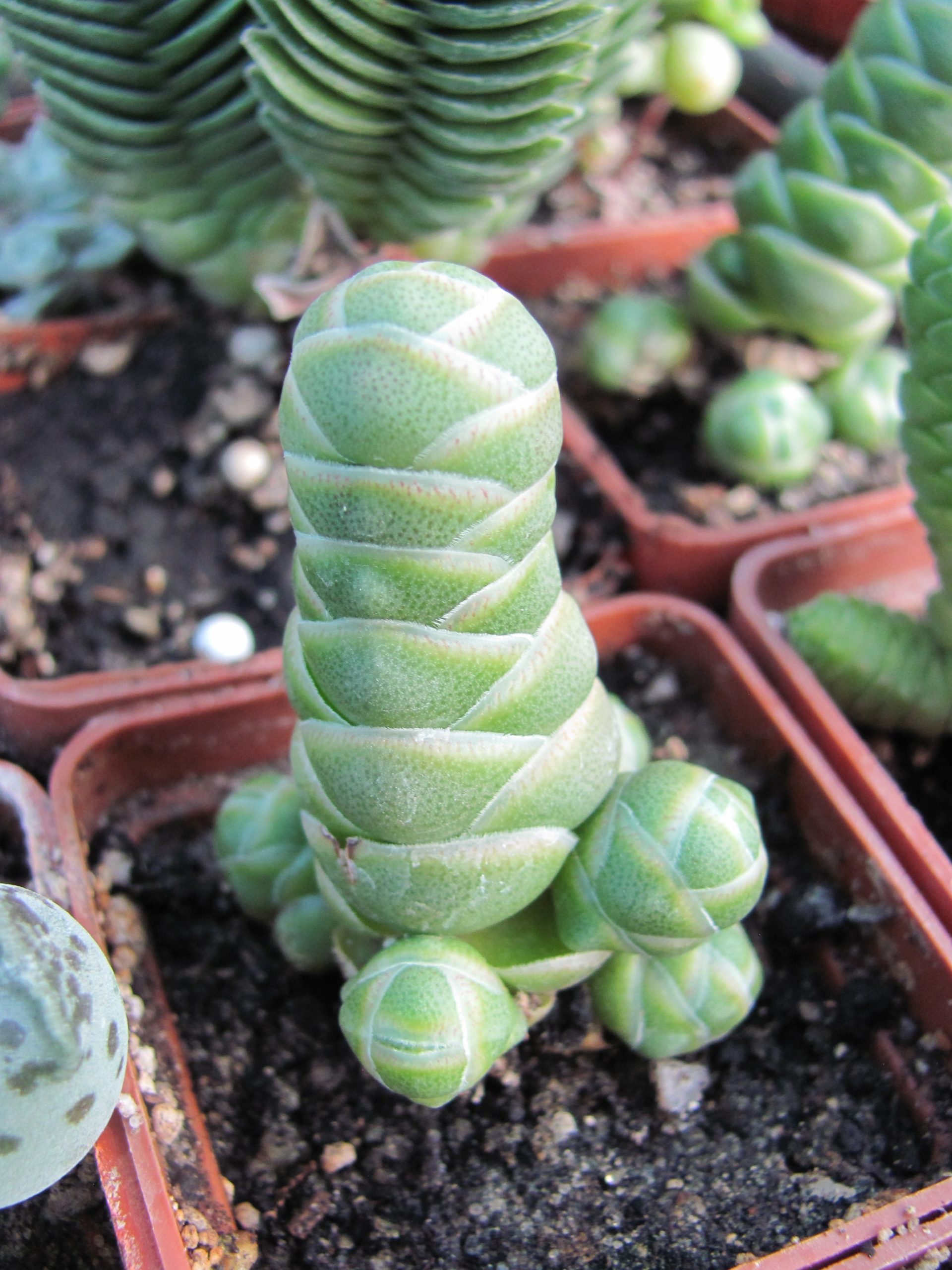 Crassula  barklyi