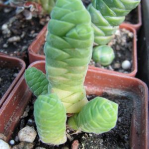 Crassula columella