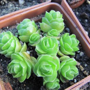 Crassula Emerald