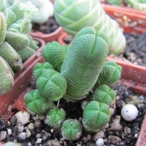 Crassula guadrangularis