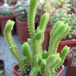 Crassula purpusii