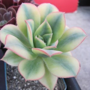 Aeonium Florescens variegata