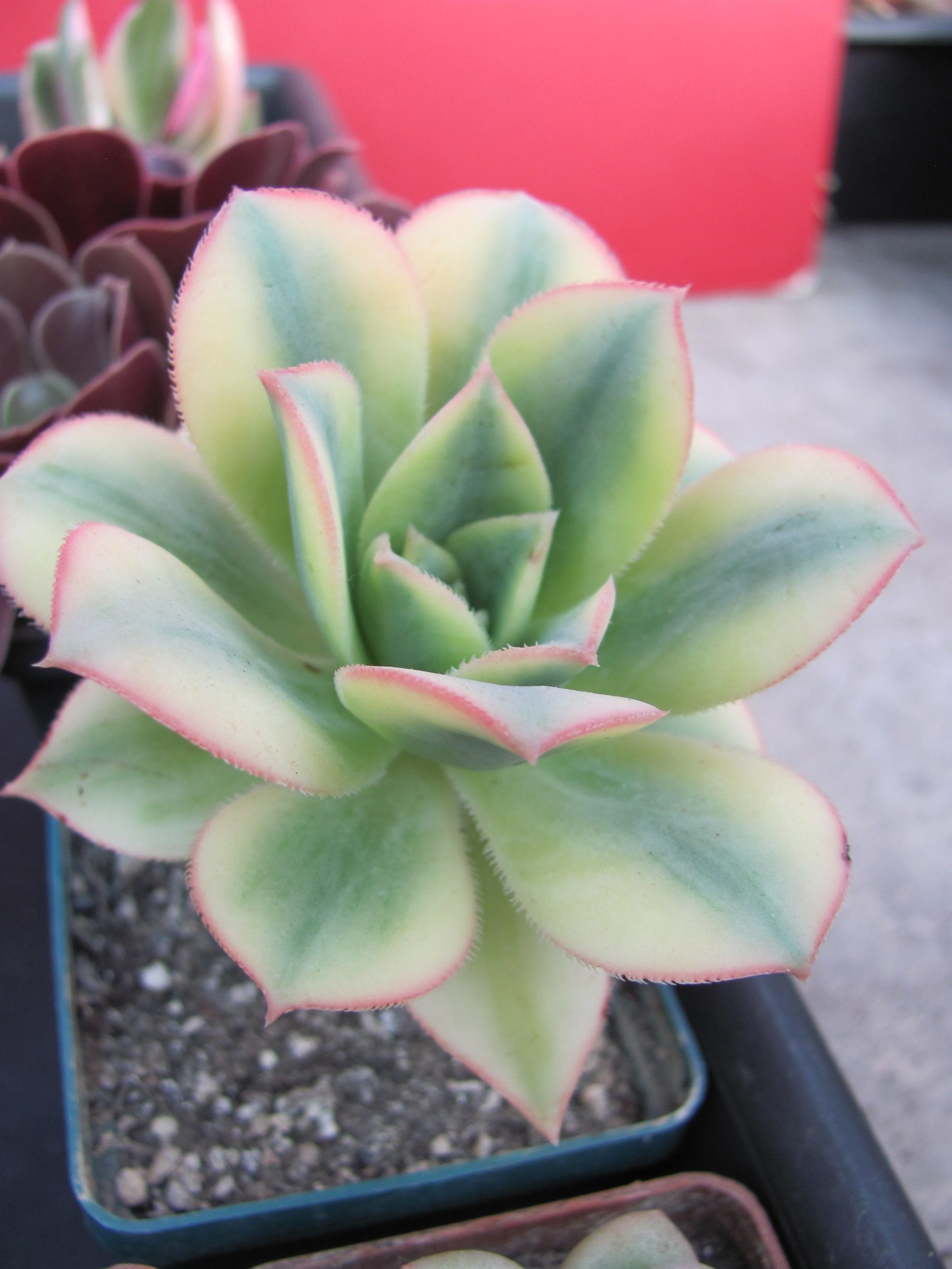 Aeonium Florescens variegata