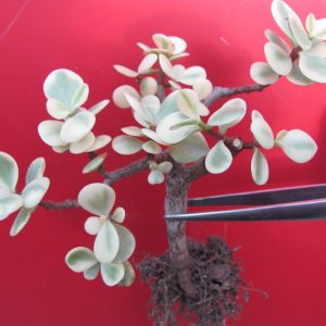Portulacaria afra variegata