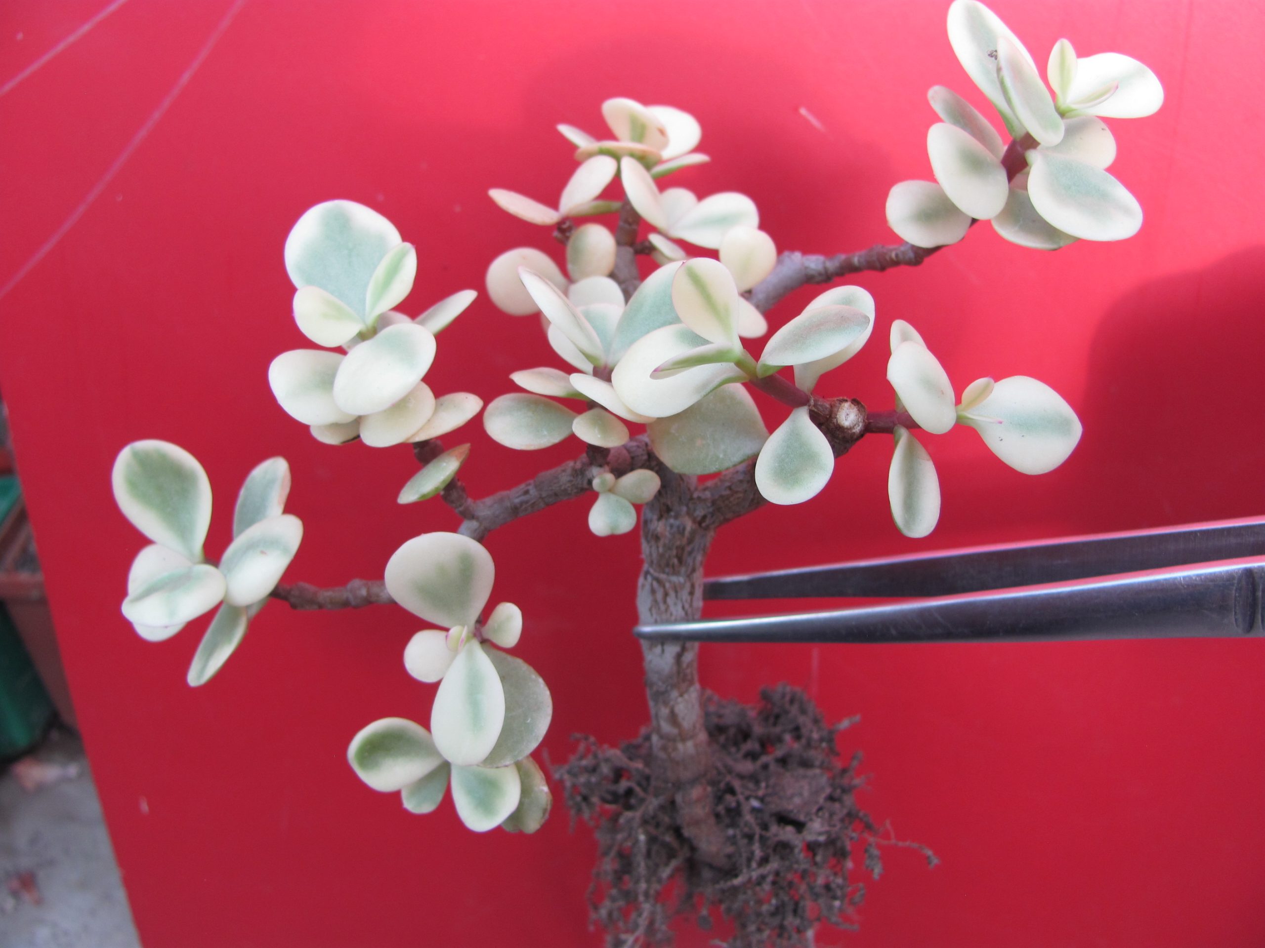 Portulacaria afra variegata