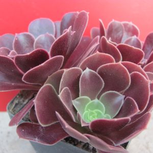 Aeonium Velour