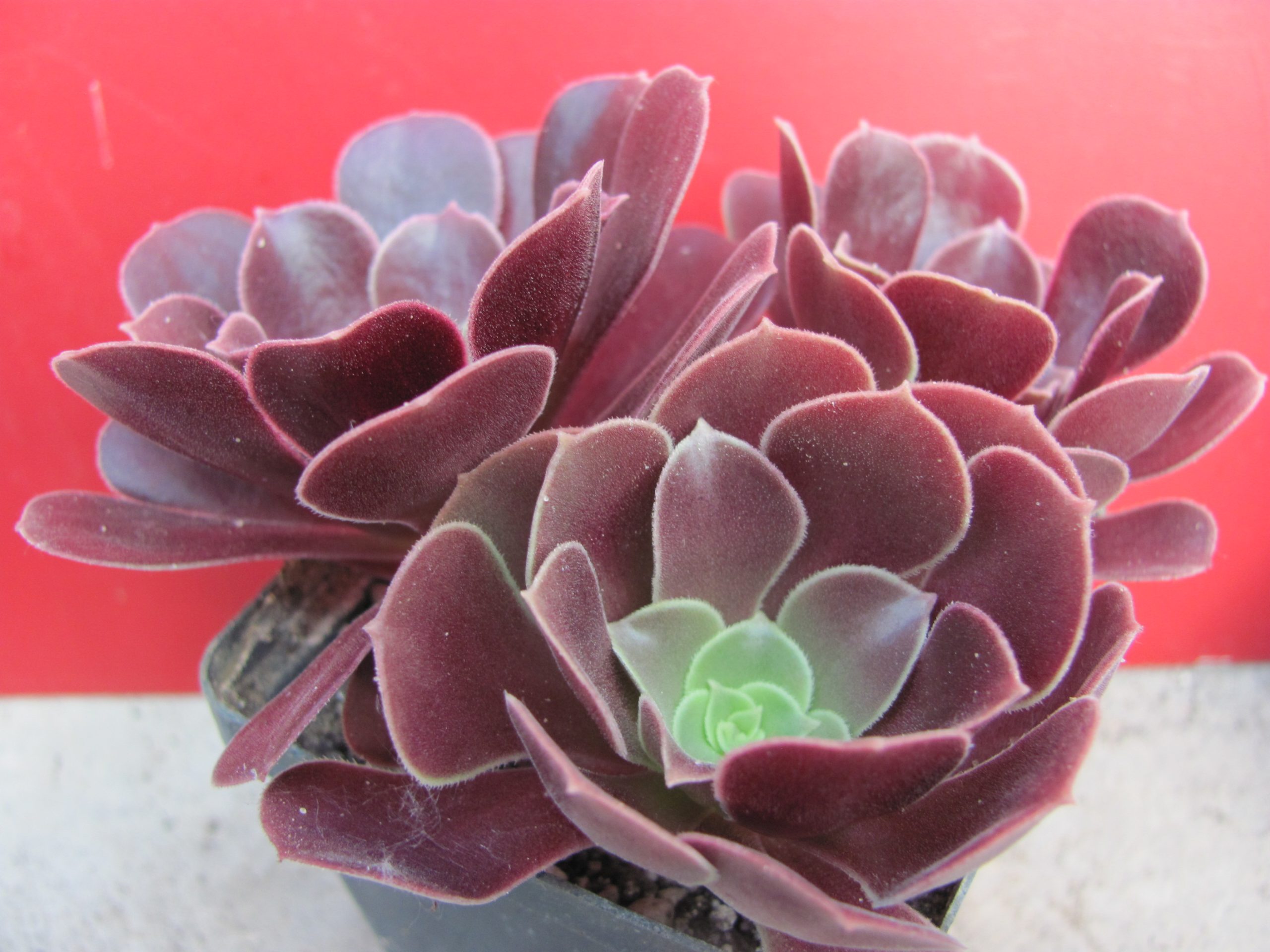 Aeonium Velour