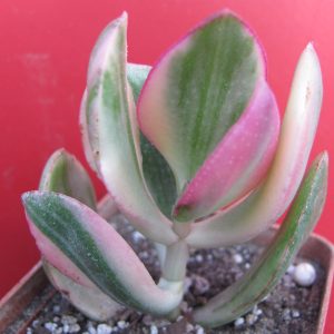 Crassula ovata variegata
