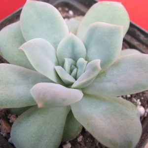 Echeveria  *Seersucker*