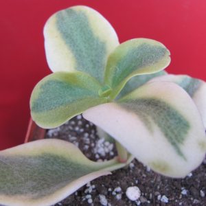 Crassula multicava  variegata