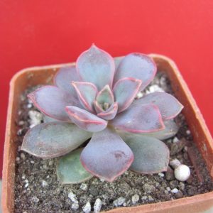 Echeveria  Mina