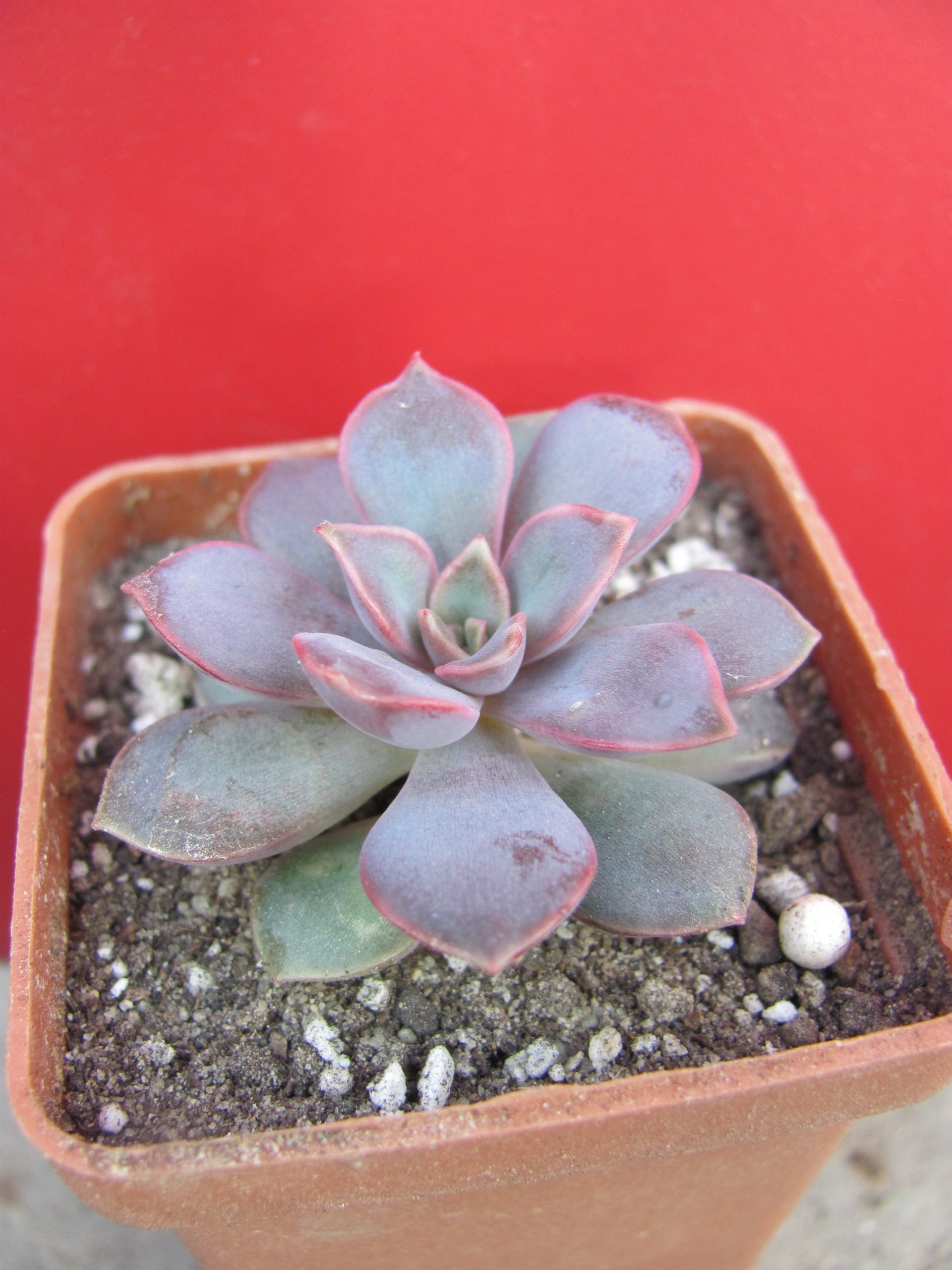 Echeveria  Mina