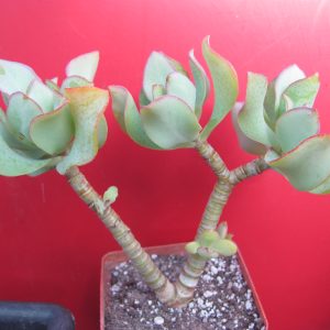 Crassula   Blue Bird