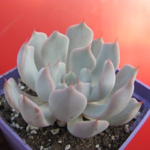 Echeveria Real de Catorce