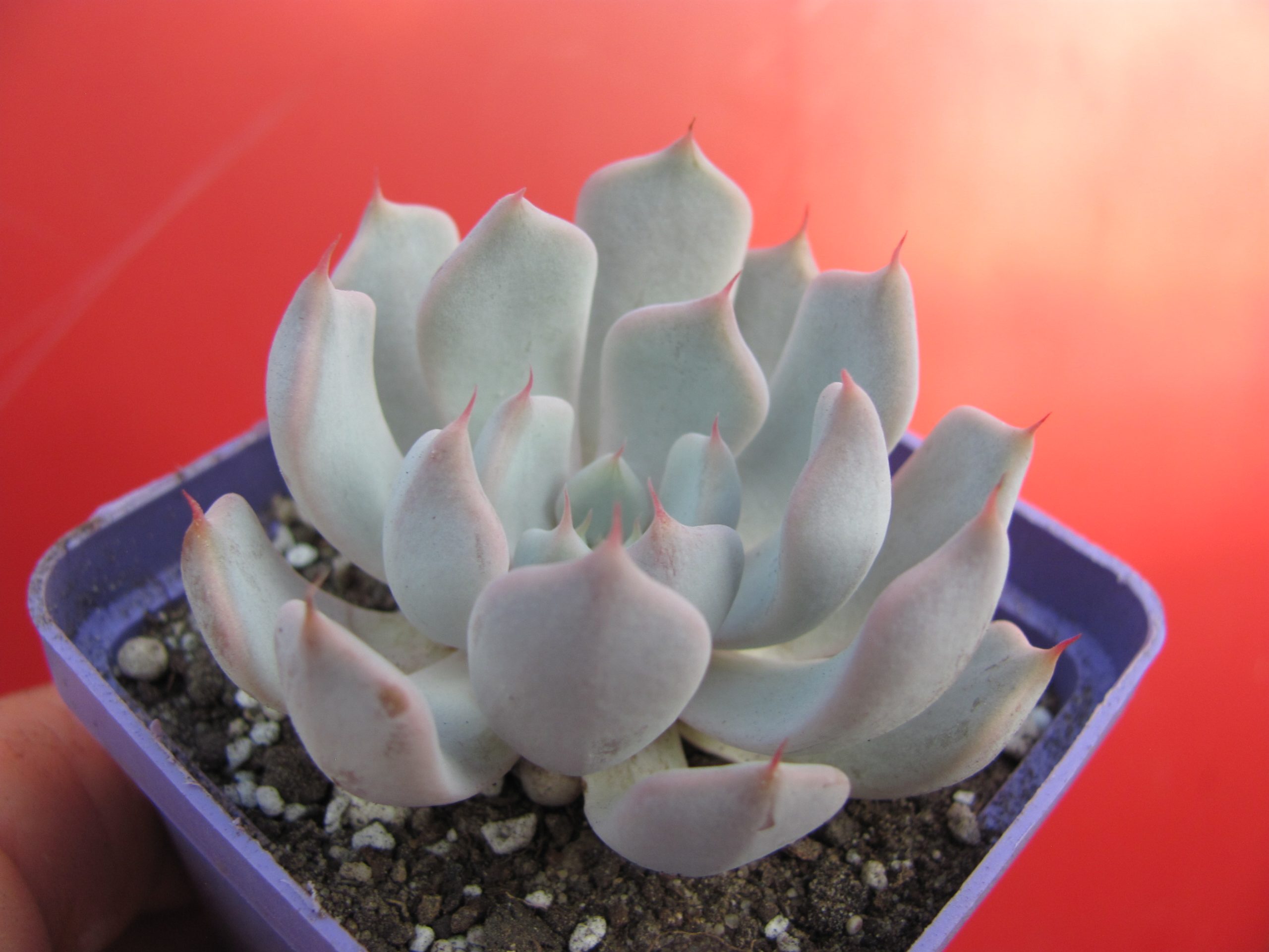 Echeveria Real de Catorce