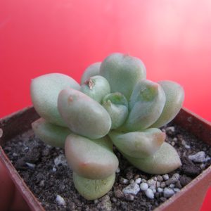 Echeveria  Bill Gates