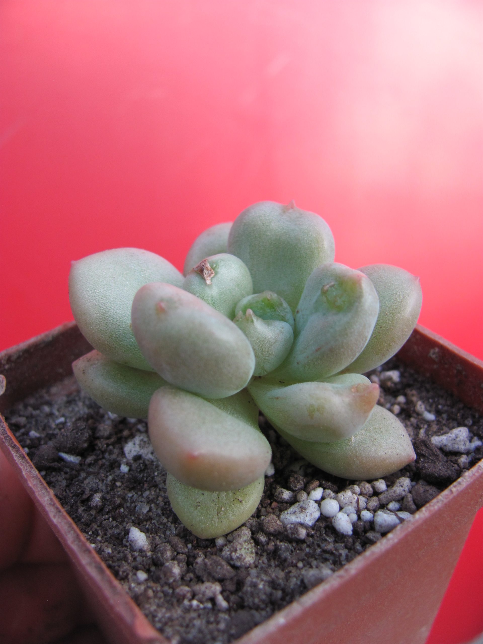 Echeveria  Bill Gates