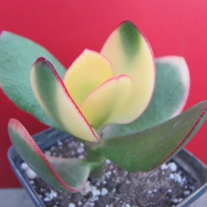 Crassula  Maruba Nishiki  variegata