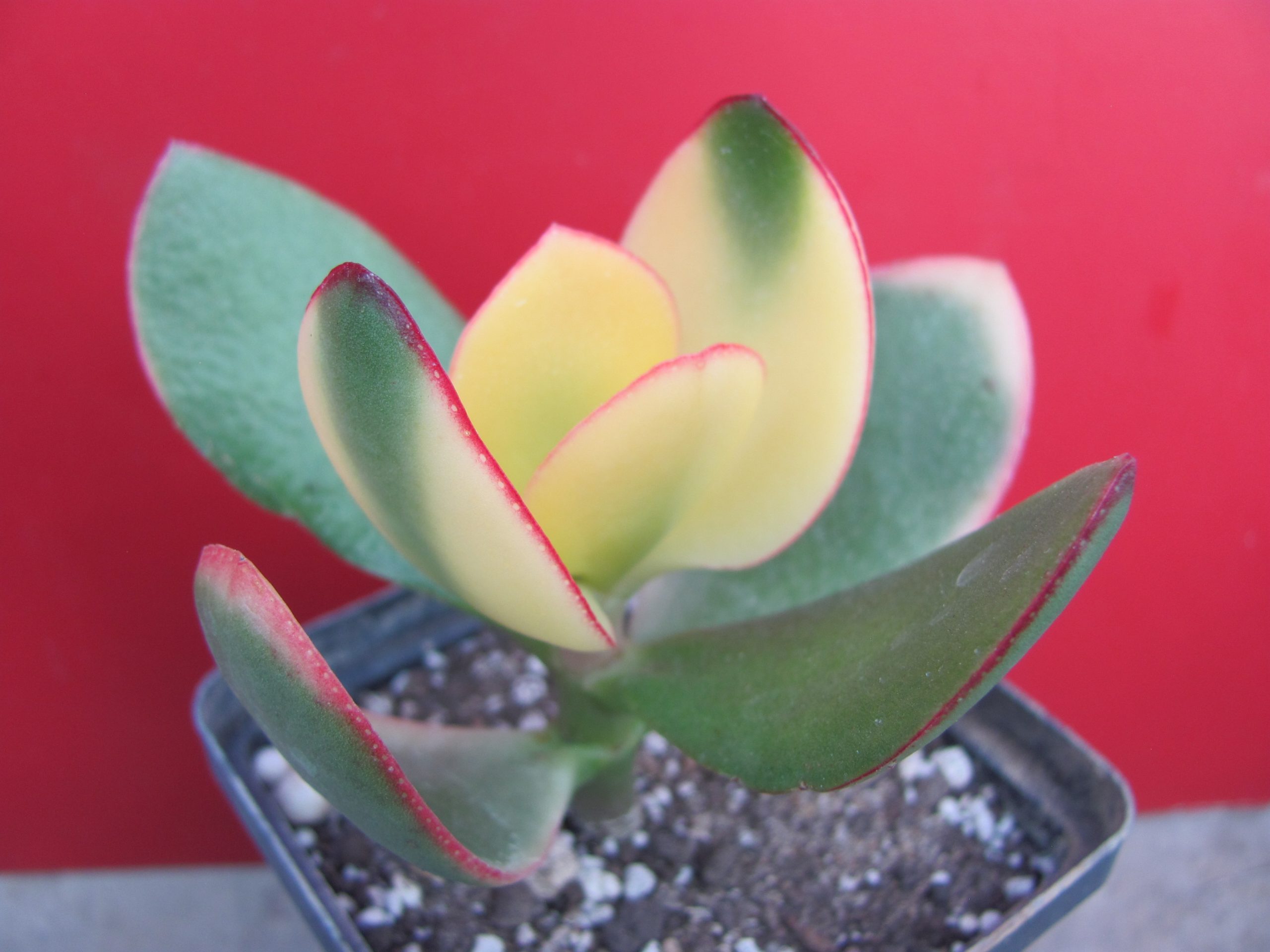 Crassula  Maruba Nishiki  variegata