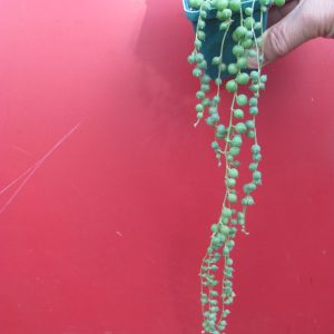 Senecio  rowleyanus