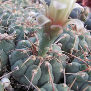 Gymnocalycium  vatteri     1 koл.
