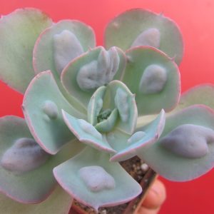 Echeveria   Heards Delight