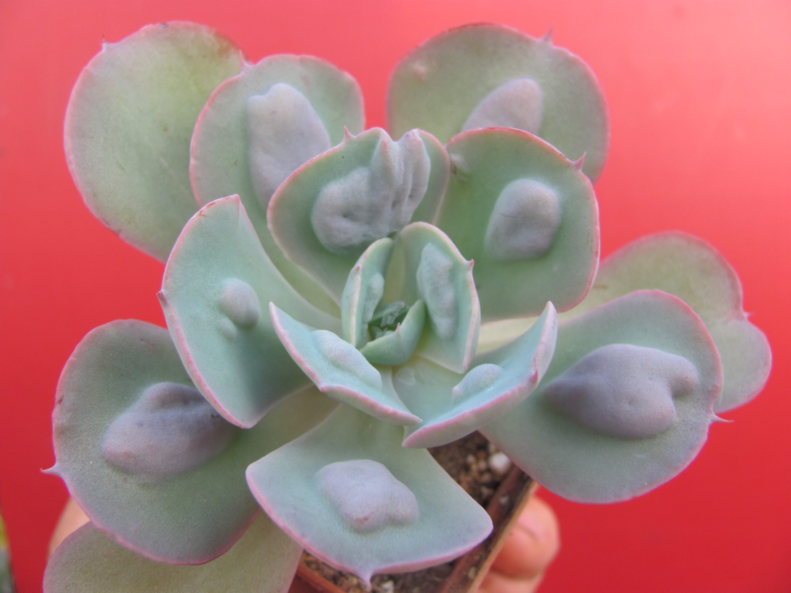 Echeveria   Heards Delight
