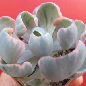 Echeveria   Beyonce Rainbow variegata