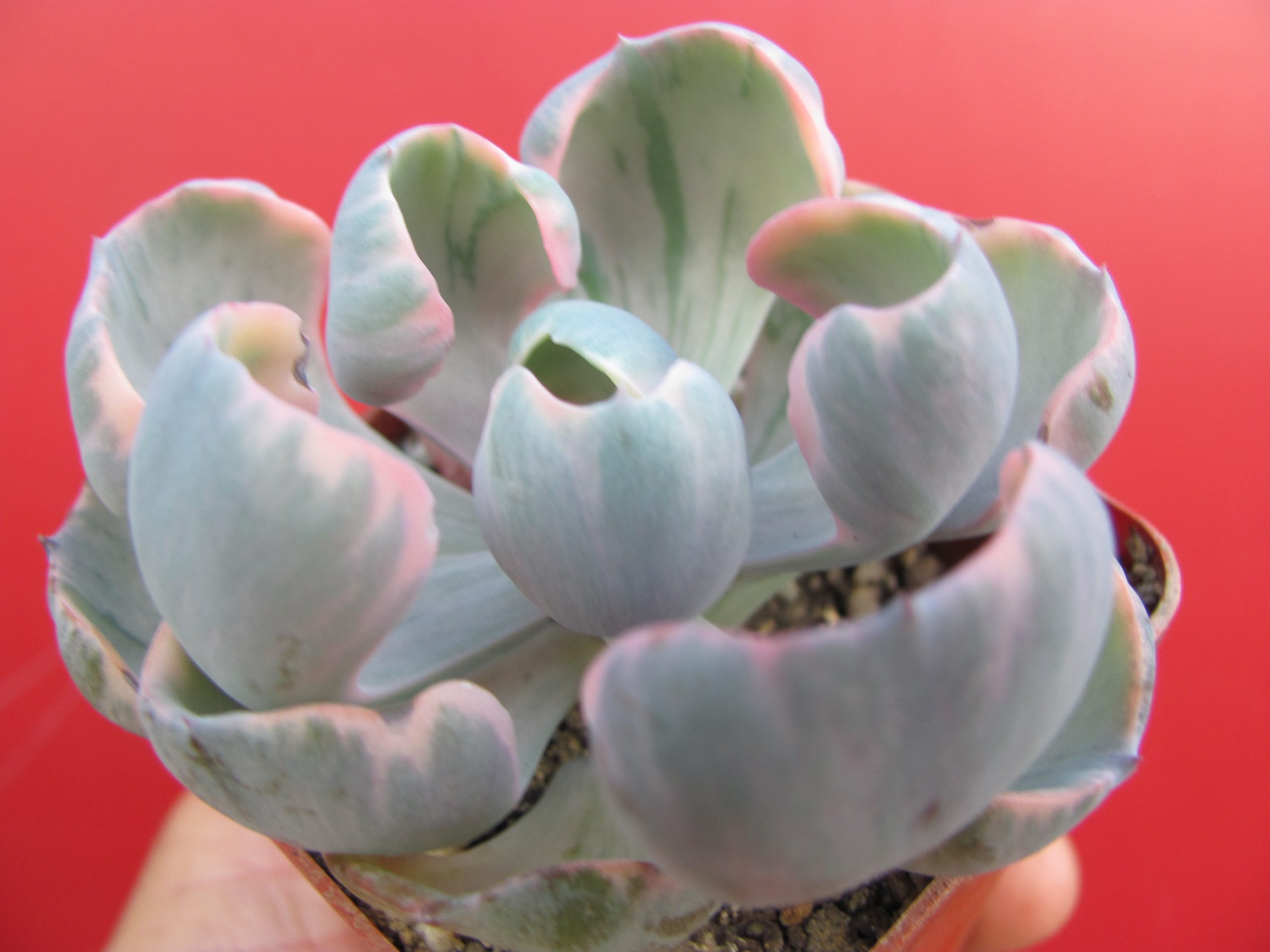 Echeveria   Beyonce Rainbow variegata