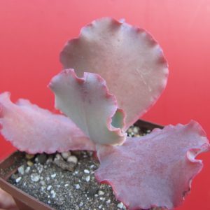 Echeveria   Silveron Red