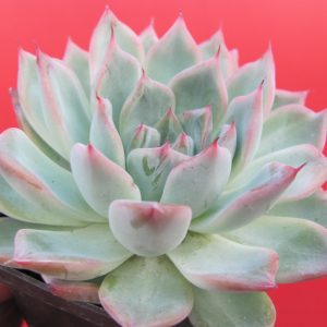 Echeveria  Black Swan