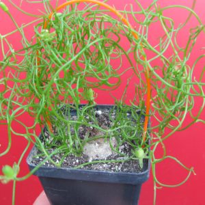 Bowiea  volubilis  *Minor*