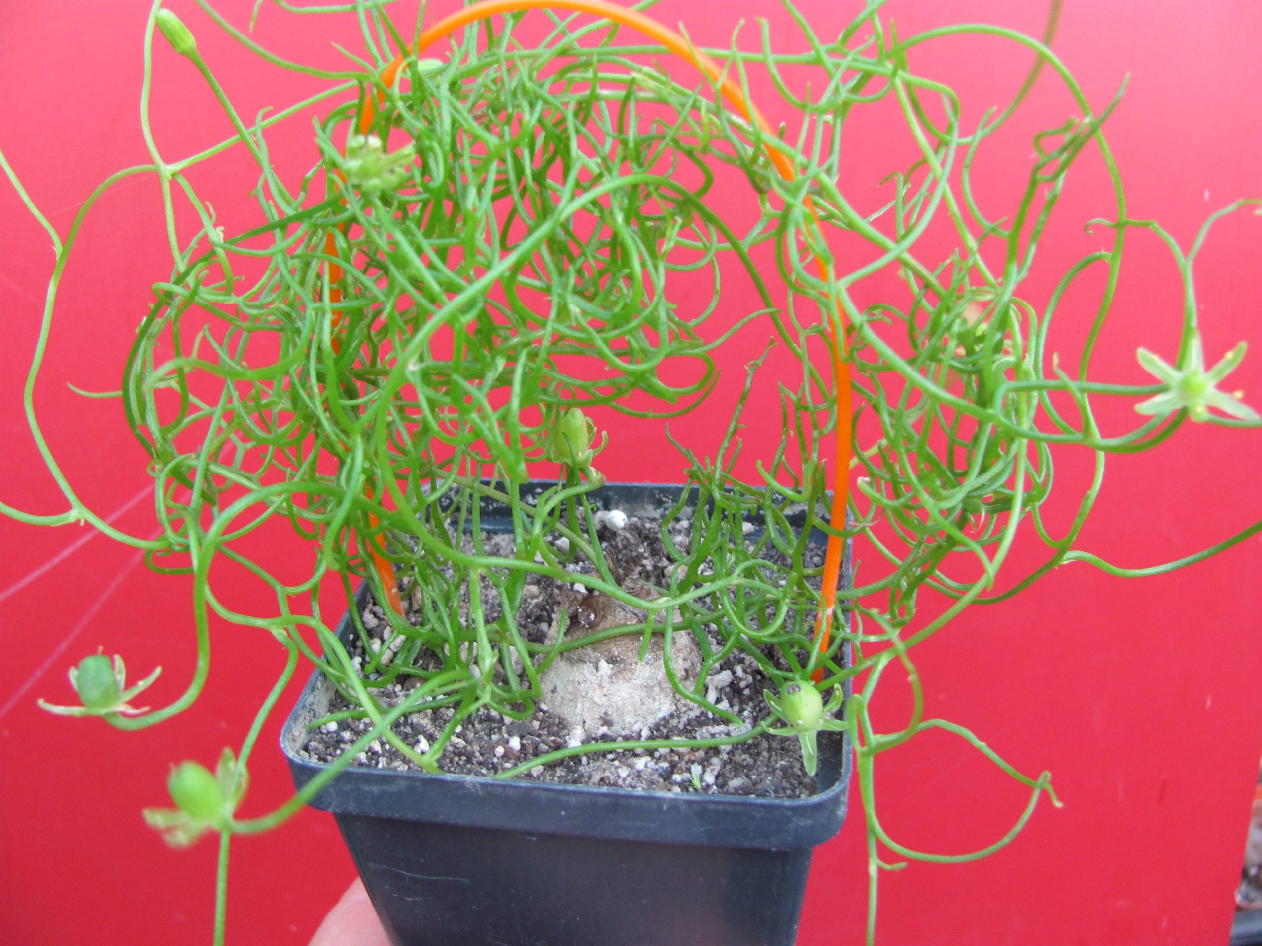 Bowiea  volubilis  *Minor*