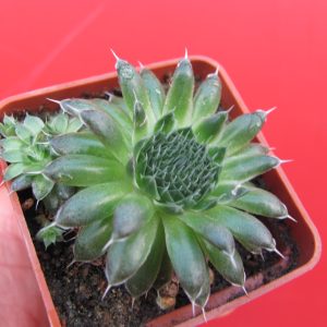 Orostachys  spinosus
