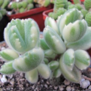 Cotyledon tomentosa variegata