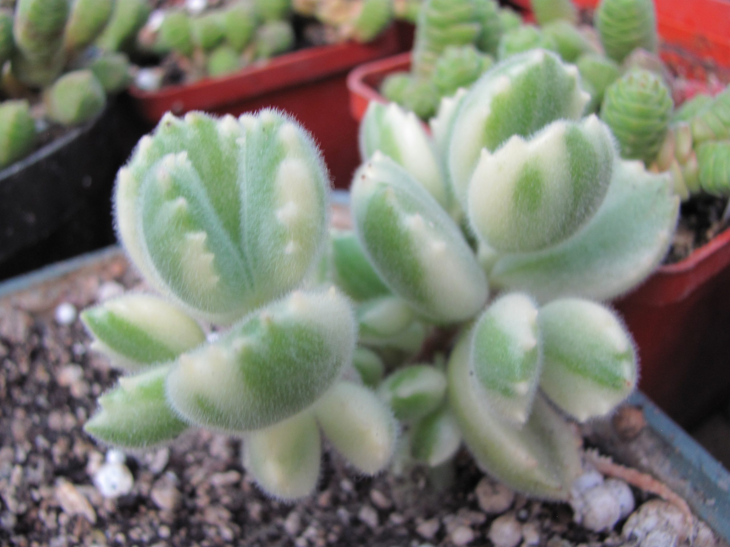 Cotyledon tomentosa variegata
