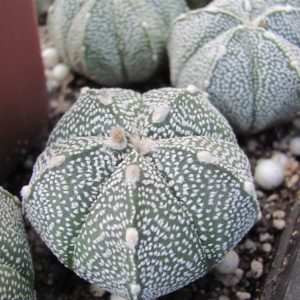 Astrophytum Super Kabuto  x  coahuilense