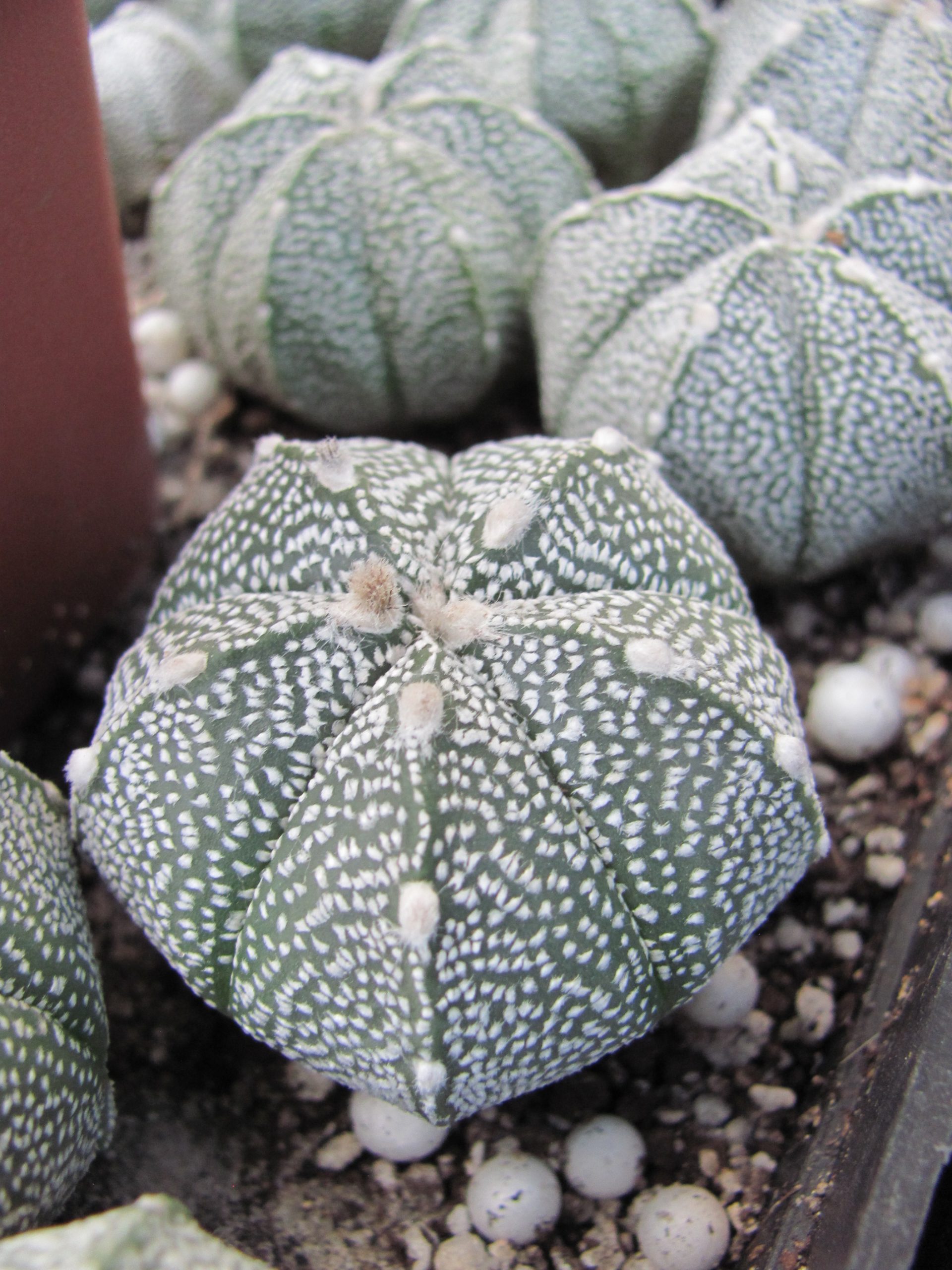 Astrophytum Super Kabuto  x  coahuilense
