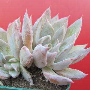 Echeveria craigiana  Chihuahua