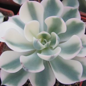 Echeveria  *Compton  Carousel* variegata