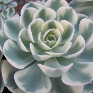 Echeveria  *Compton Carousel * variegata
