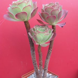 Aeonium Velour