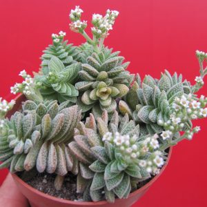Crassula Frosty