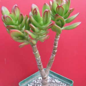 Crassula ovate *HOBBIT*