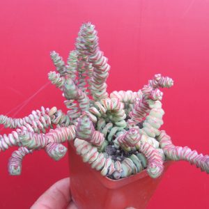 Crassula marnieriana