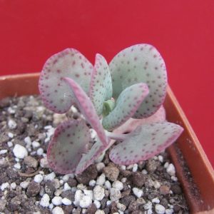 Crassula cordata