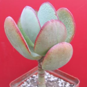 Crassula arborescens